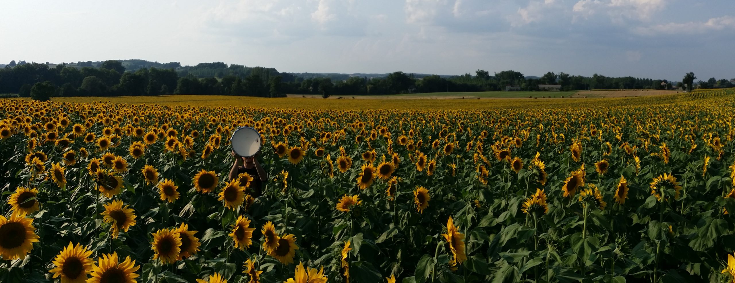 Michael Gould holding a drum above his head standing in a giant field of sunflowers. Gould is almost invisible because the flowers are so tall and the field is so large.