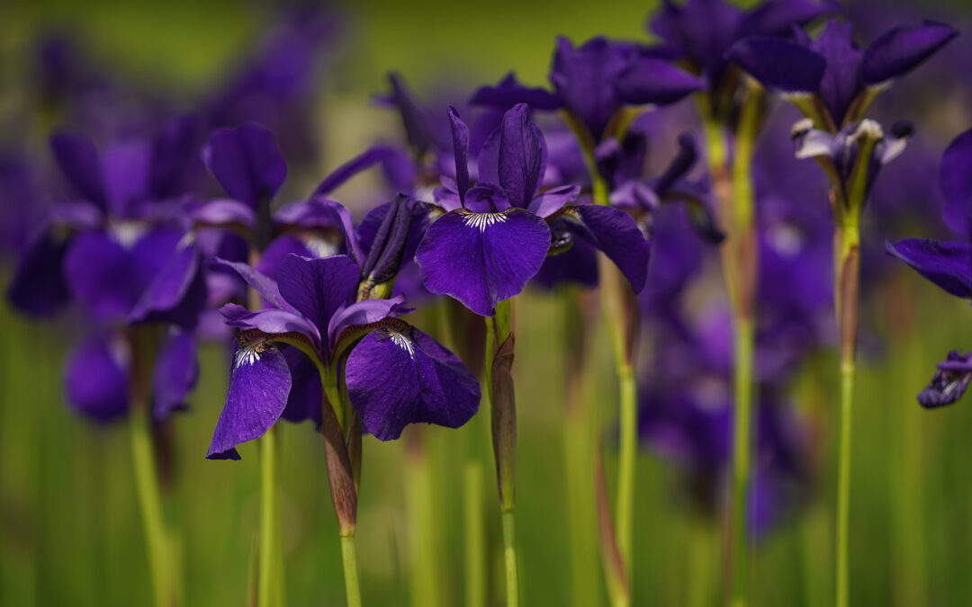 Purple iris flowers on a summer day.