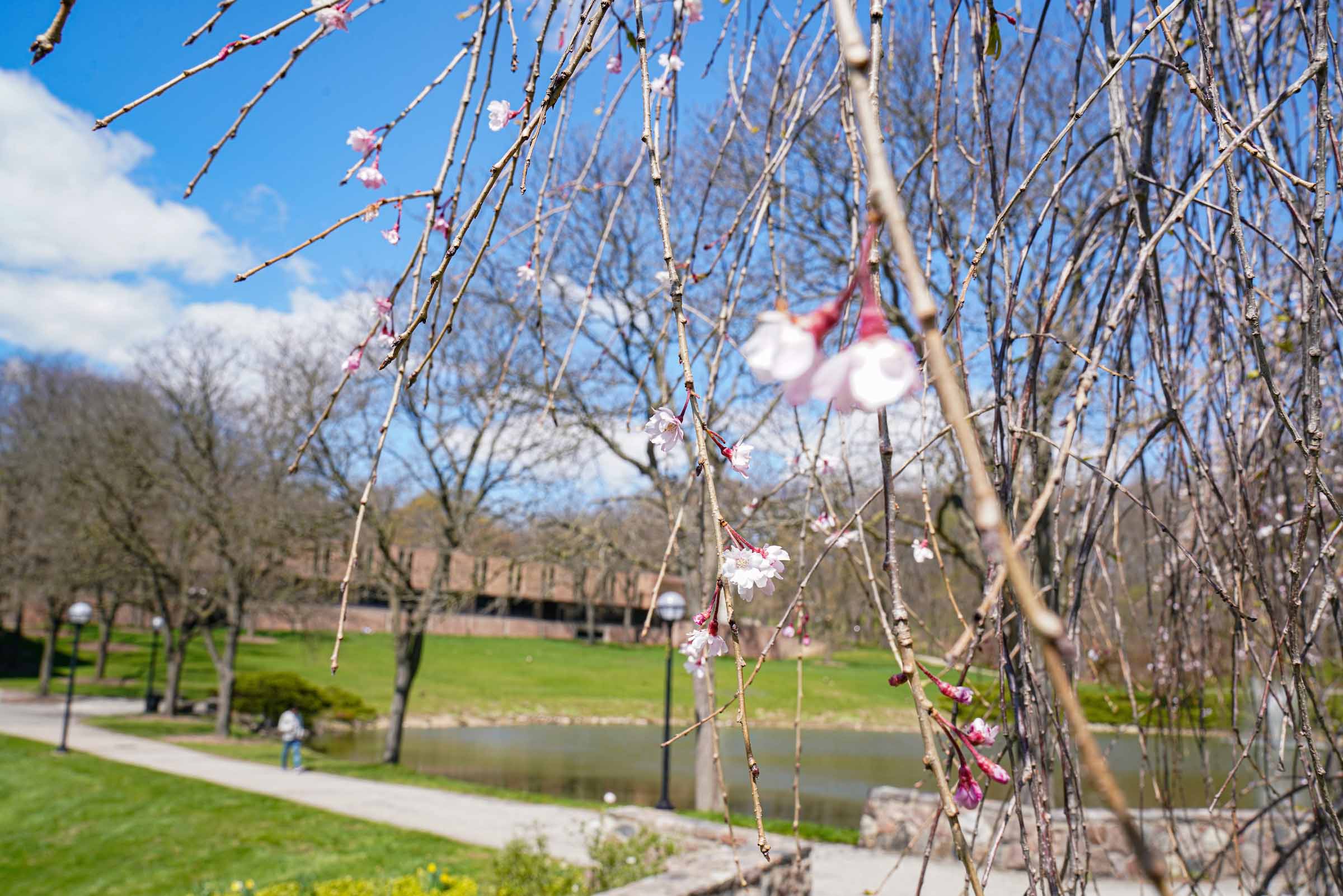 Early spring blossoms in the foreground, and the SMTD pond and Moore Building in the background.